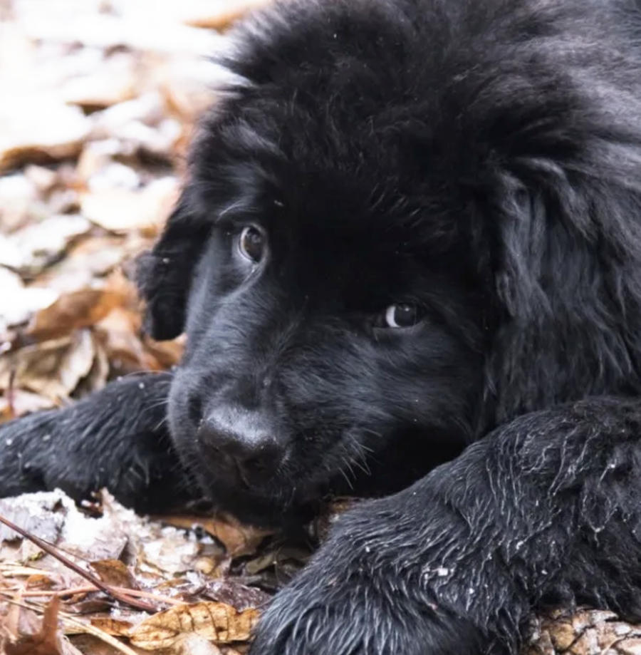 Black Day in Burntisland